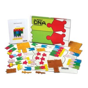 DNA Structure Puzzle Game