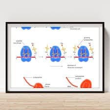 Protein Synthesis Game